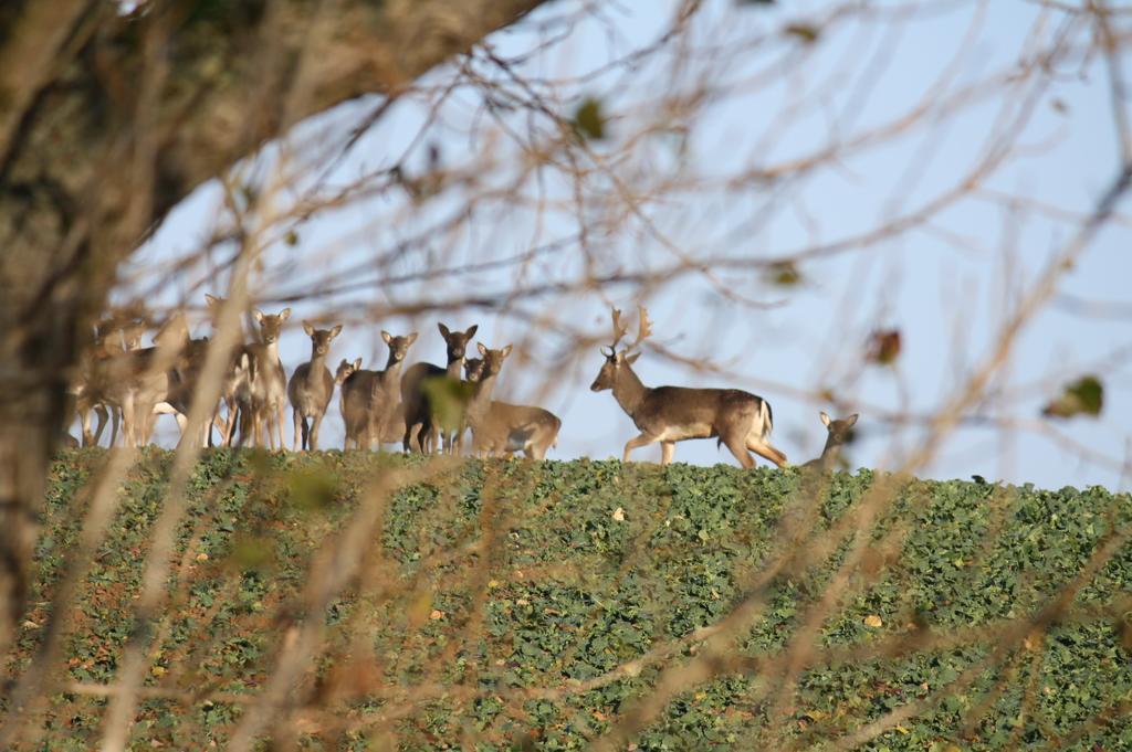 Appartamento Reethus Stoefs Behrensdorf Esterno foto